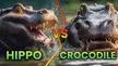 Who is stronger Hippopotamus vs Crocodile?