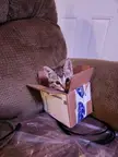 Tiny trap, tiny catch