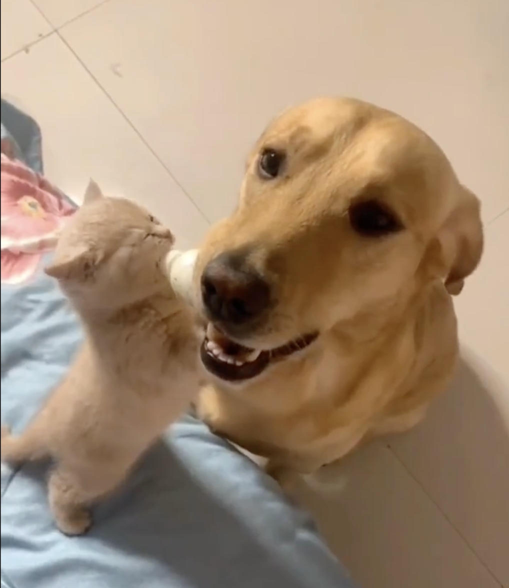 Dodo is feeding milk to the kitty..