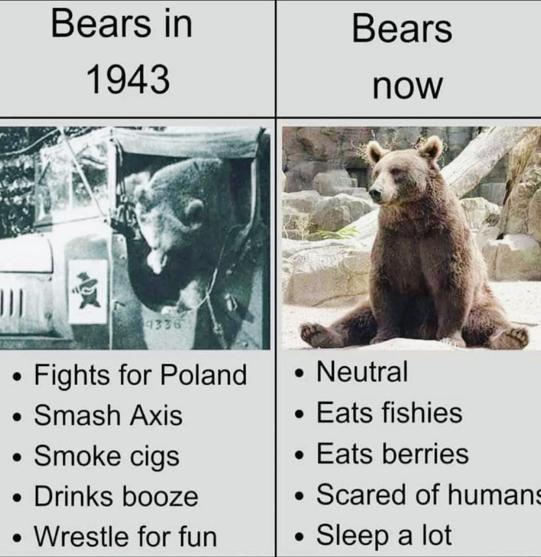 bearsdoinghumanthings