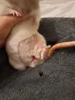 NSFW: Help! My rat won't leave her wound alone (graphic picture)