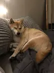 This is his pillow