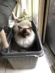 Moved location, but had to make sure Jinx could still have his pot.