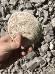 Found a perfect cool shell while hiking. Mty NL Mex