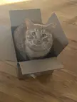 He’s a box man
