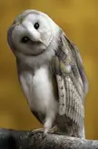 Your owl for tonight!