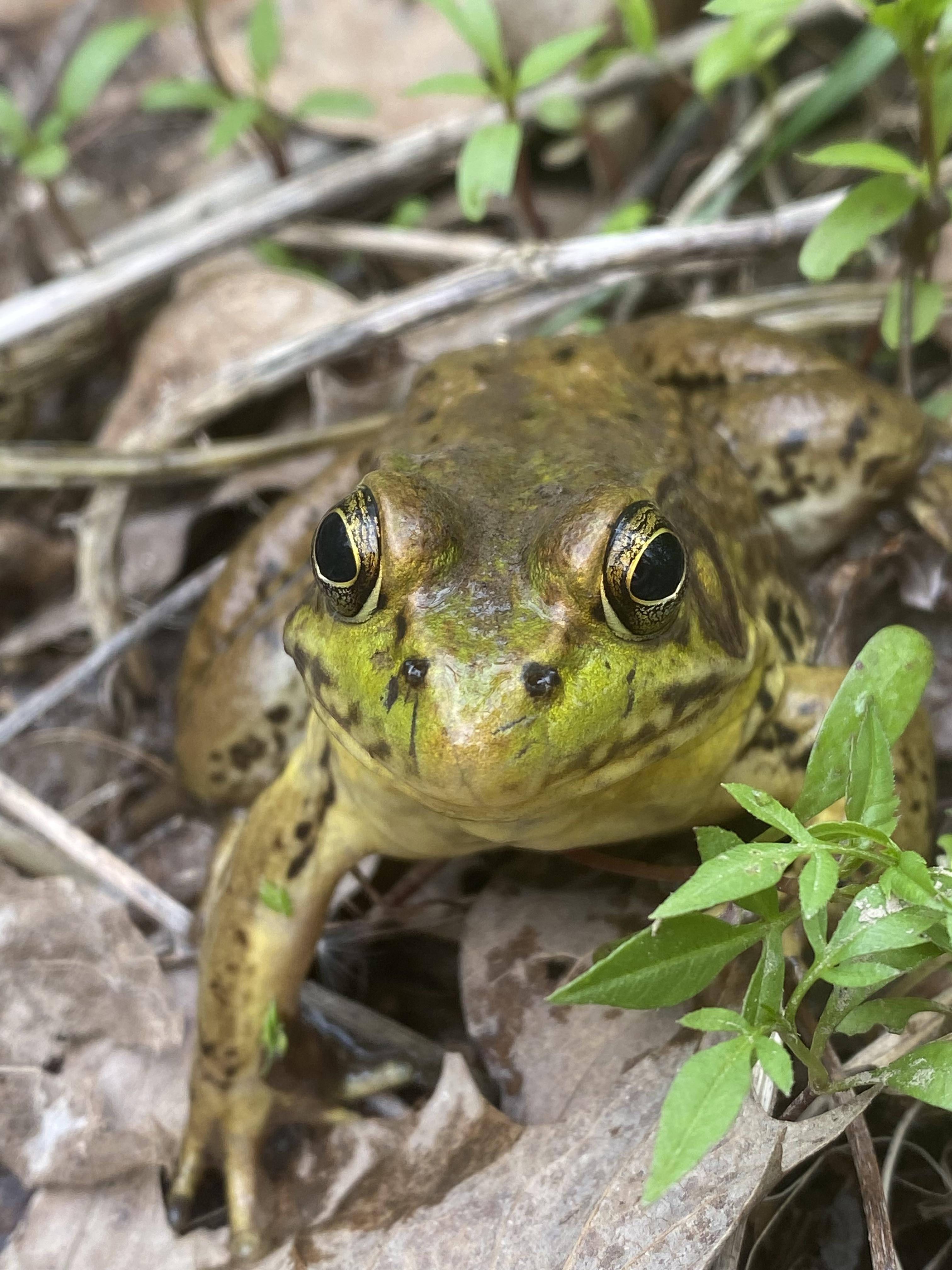 North American bull frog posing for his picture