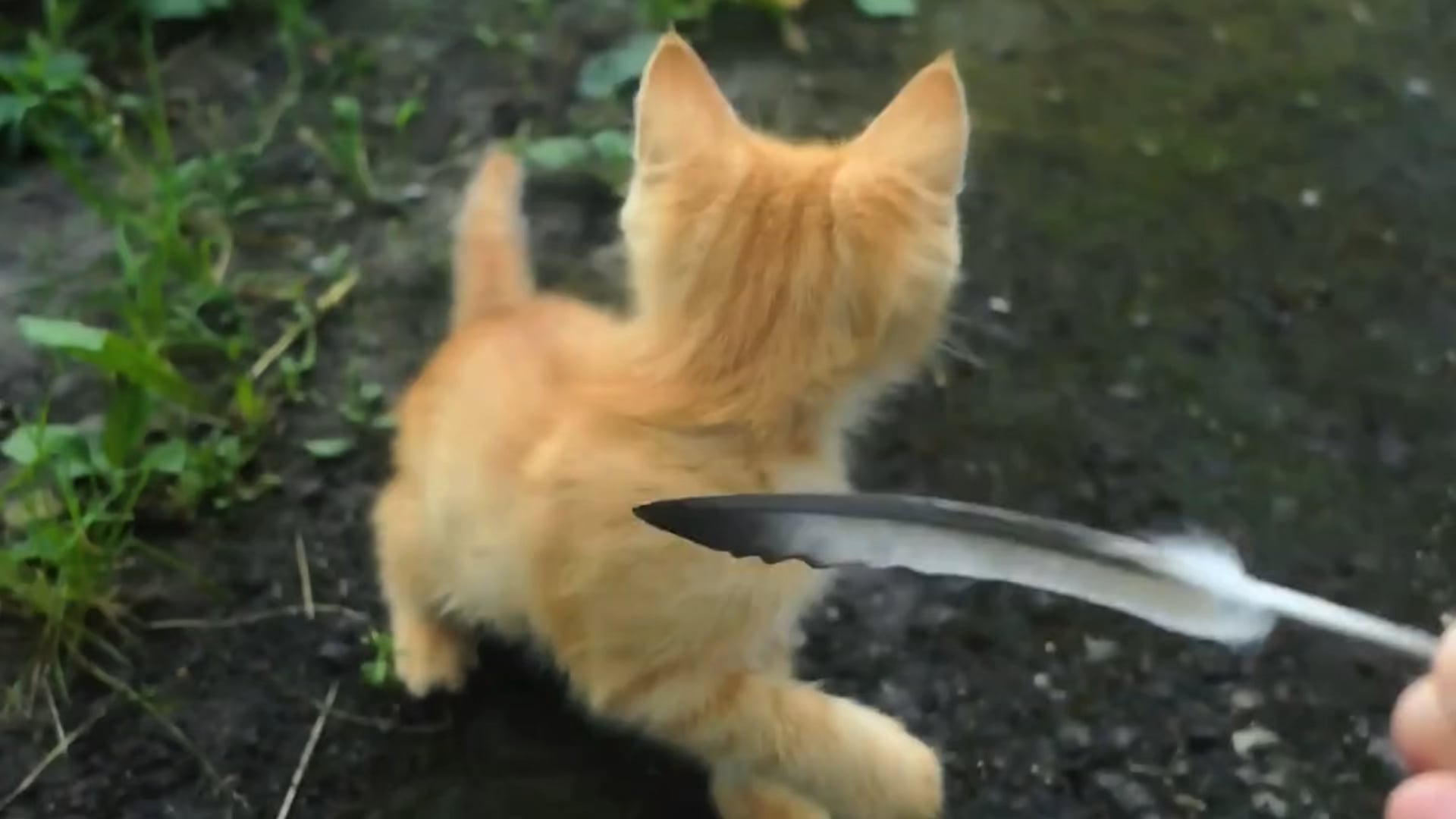 Pet