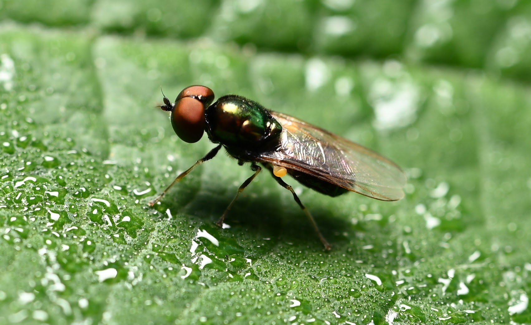 Fly I saw on my walk this morning.