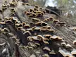 Turkey Tails, Pasadena, California