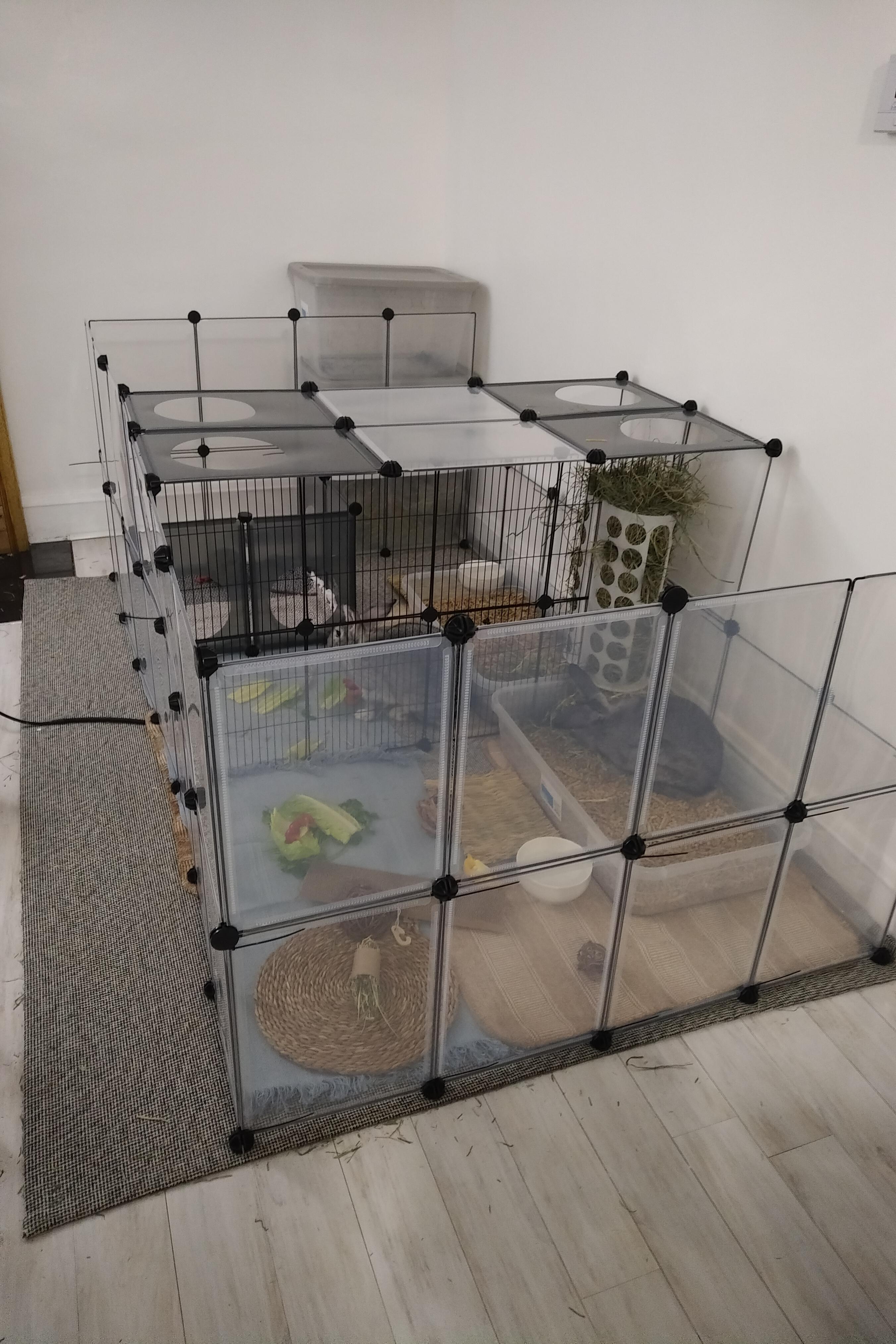 Discover more like Rabbits: Bonding Pen - Day 1 - What does it mean ...