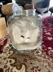 Pussy in a jar