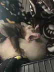 Dook giving a big heckin yawn after a long day of being a noodle