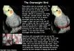 Small info-guide on cockatiel weight telling, for anyone who wants a visual guideline.