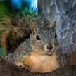 Super Happy Fun Time Squirrel