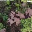 Community Nap Time...