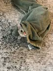 Laundrocat