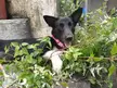 Here is Luna testing the patience of my sister, owner of the garden.