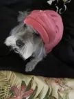 My dog wearing a durag