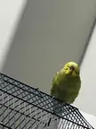 fat..