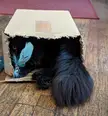He carries his toy around in his mouth, then just chills in his box with it.