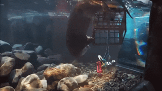 GifsofOtters