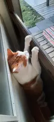 tight pussy in the door