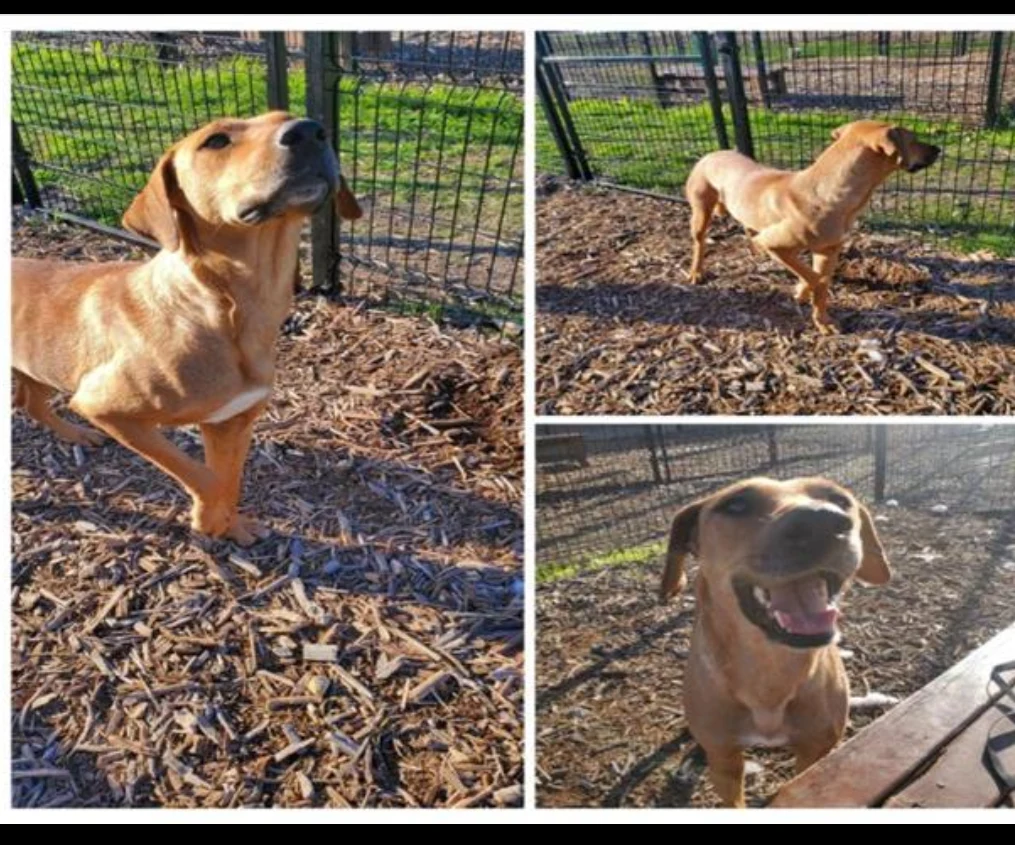 Please help save shelter dog.🆘