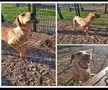 Please help save shelter dog.🆘