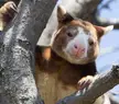 This Cute Tree Kangaroo 🦘