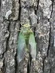 Freshly molted Cicada