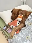 [OC] furry baby not waking up