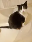 Snorkels is back in the bathtub, an unconventional but effective cat trap. She doesn't even like water