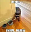 Trash panda thingz