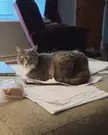 Of course you had to loaf right on the papers 😂