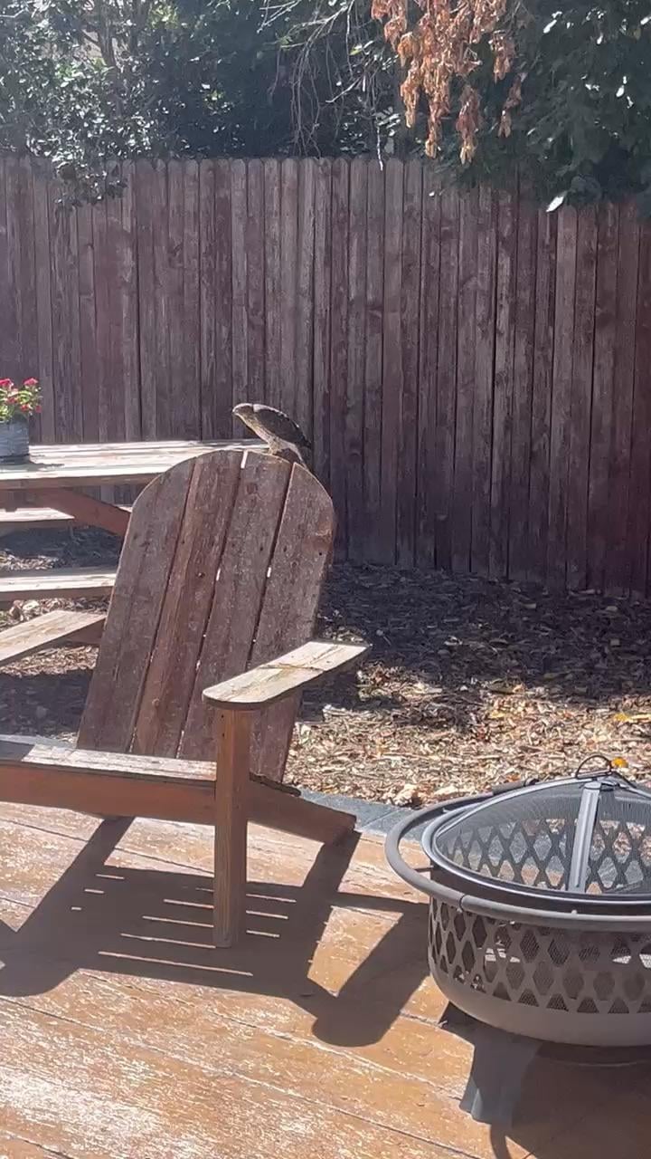 birding