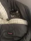 Lucho the Wonder Cat Loves the Sleeping Bag
