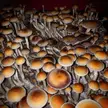 Just how I love a first flush of a tub psilocybin cubensis golden teachers