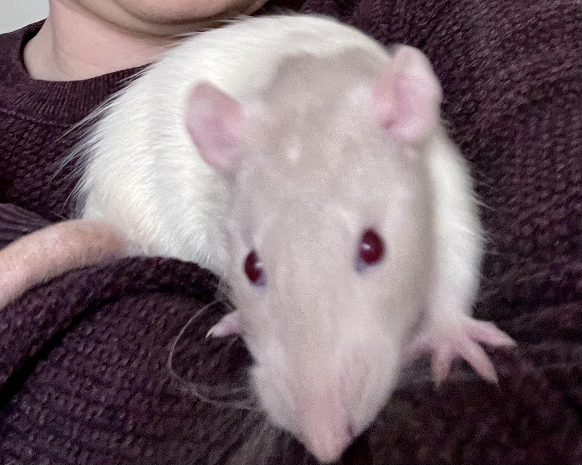 My young rat is socially awkward? It keeps starting conflicts with cagemates, please help!