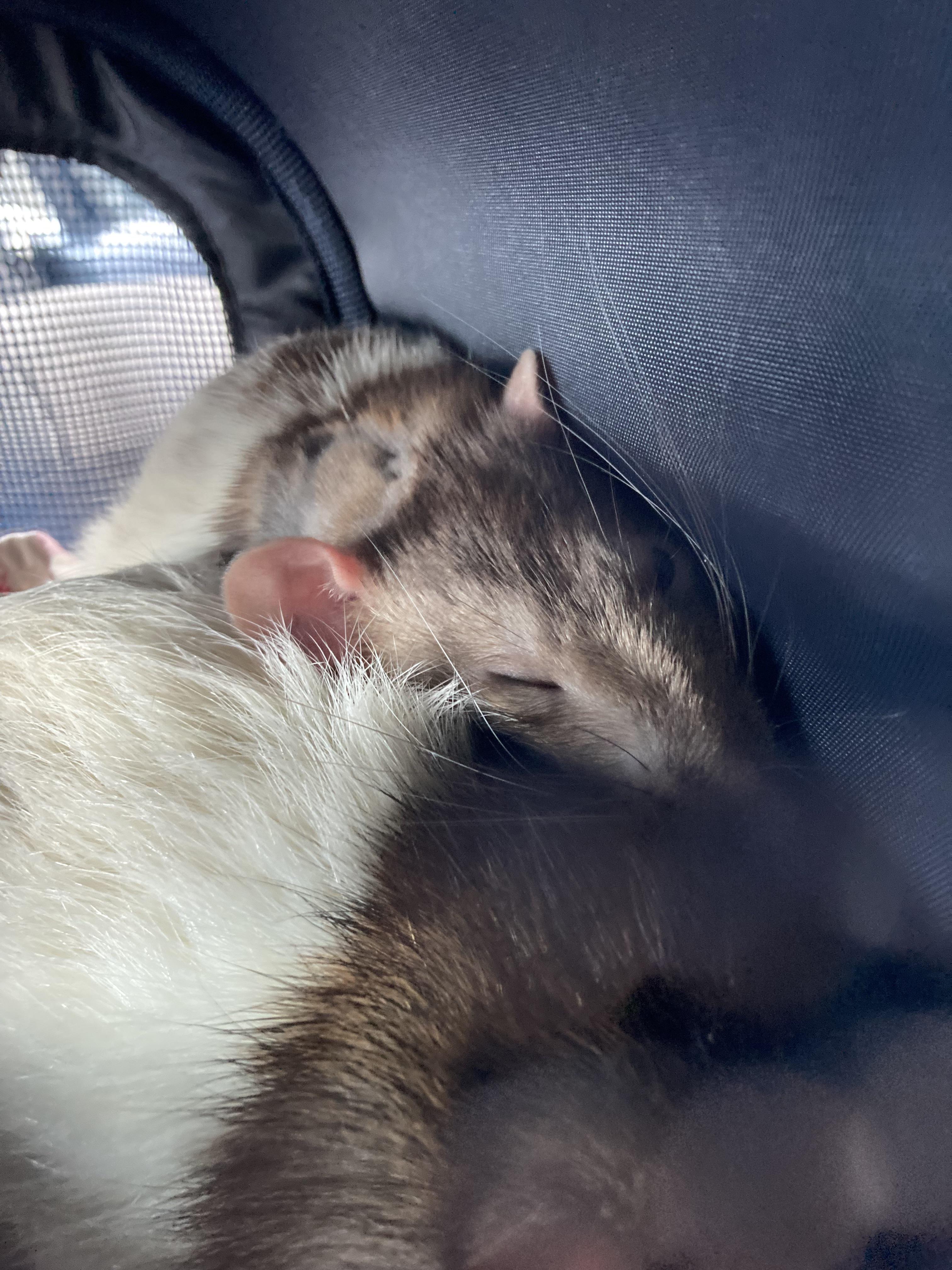 Cuddles 🥰