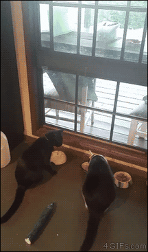 CucumbersScaringCats