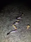 🔥 Cane toads riding a giant python to escape rising flood waters in Australia