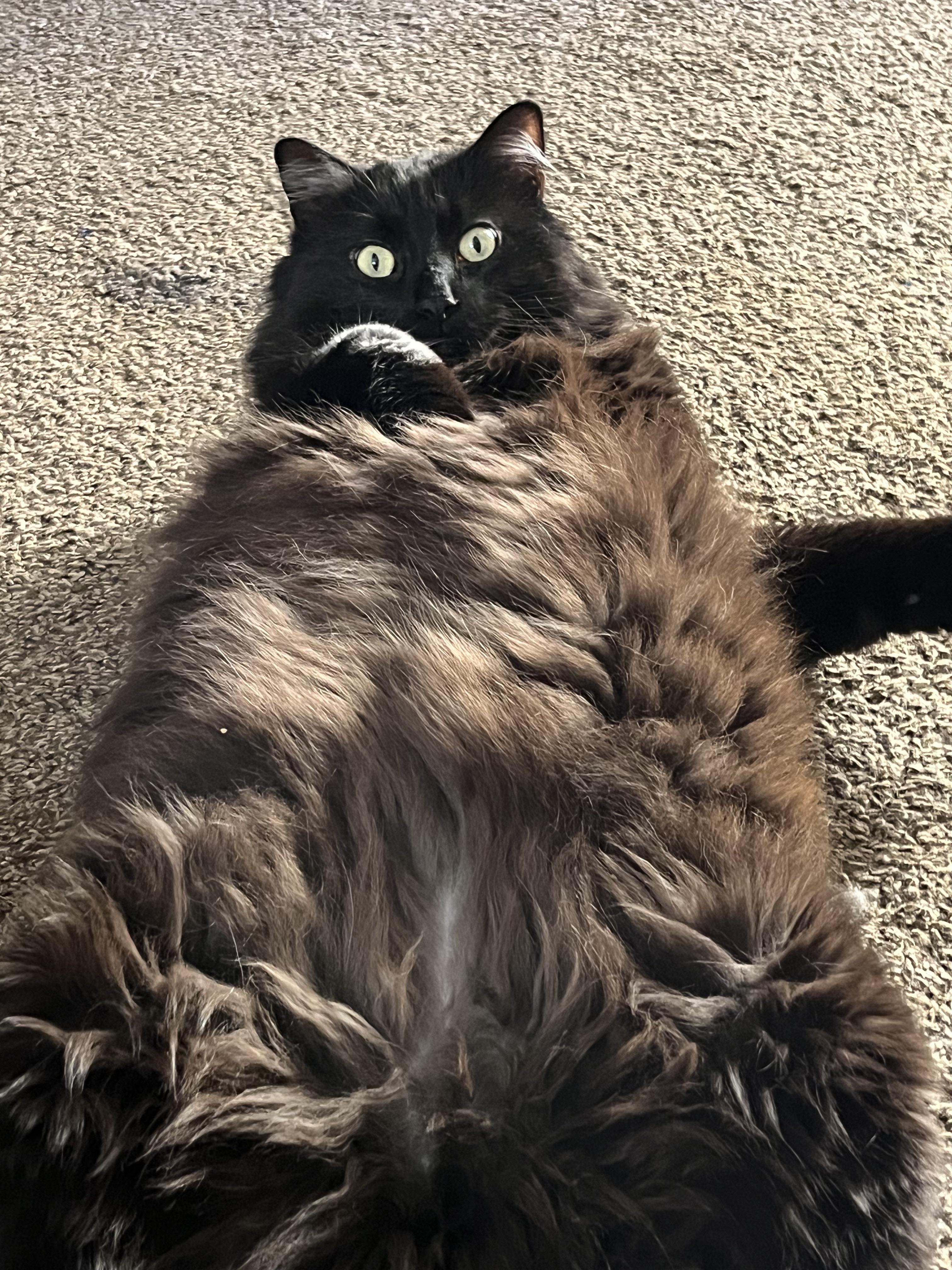 boogiebelly fluffy cats lying on their backs with legs up and bellies exposed on a bed