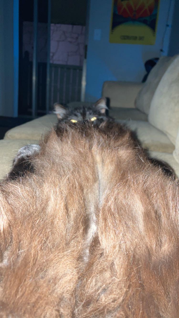 boogiebelly fluffy cats lying on their backs with legs up and bellies exposed on a bed