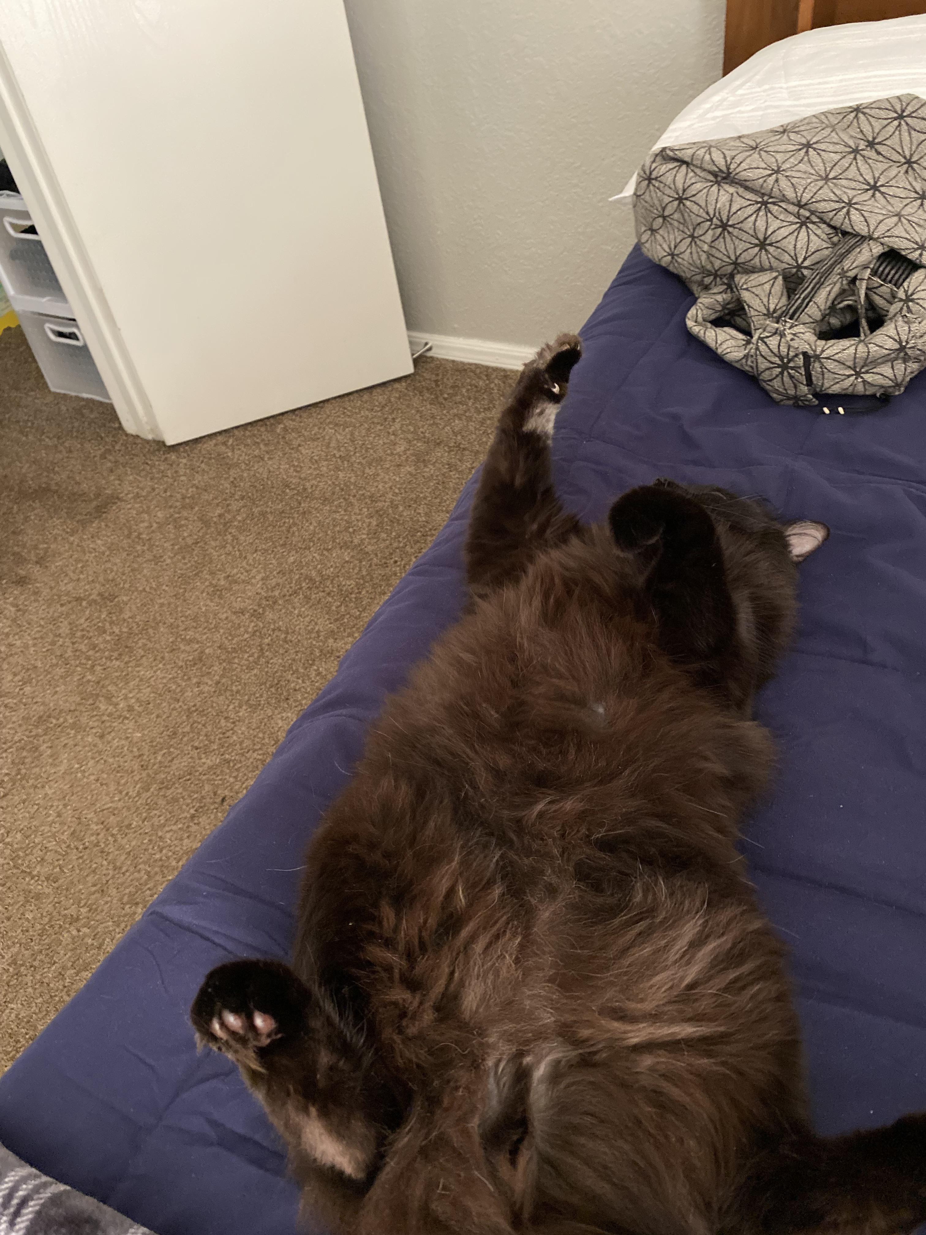 boogiebelly fluffy cats lying on their backs with legs up and bellies exposed on a bed