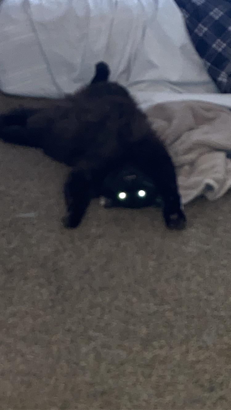 boogiebelly fluffy cats lying on their backs with legs up and bellies exposed on a bed