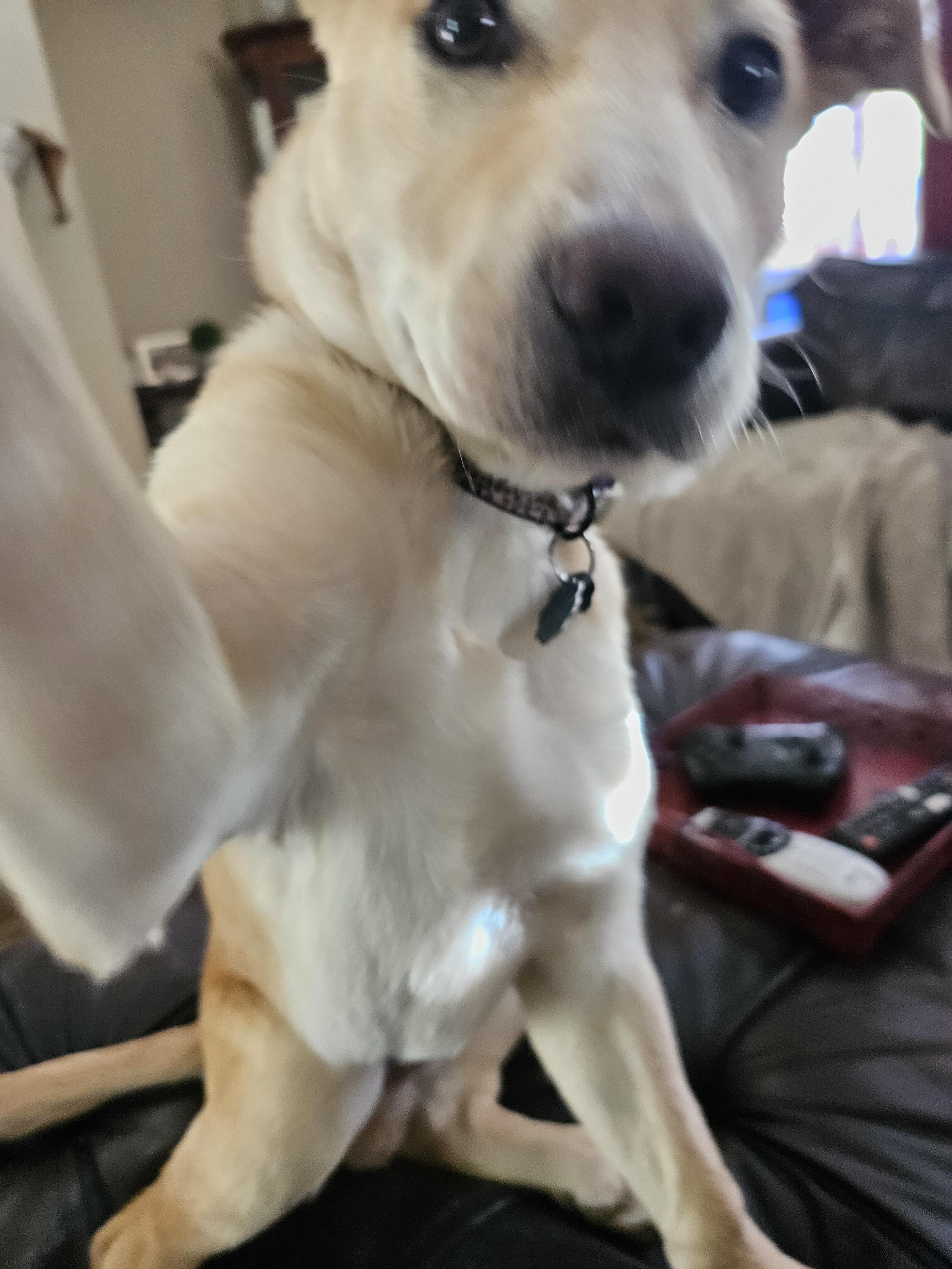 lookatmydog