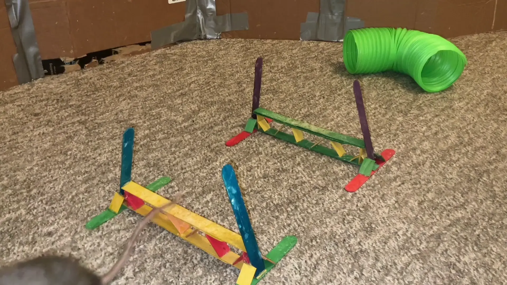 4 of my rats doing agility loops - can you tell which 2 rats like ...