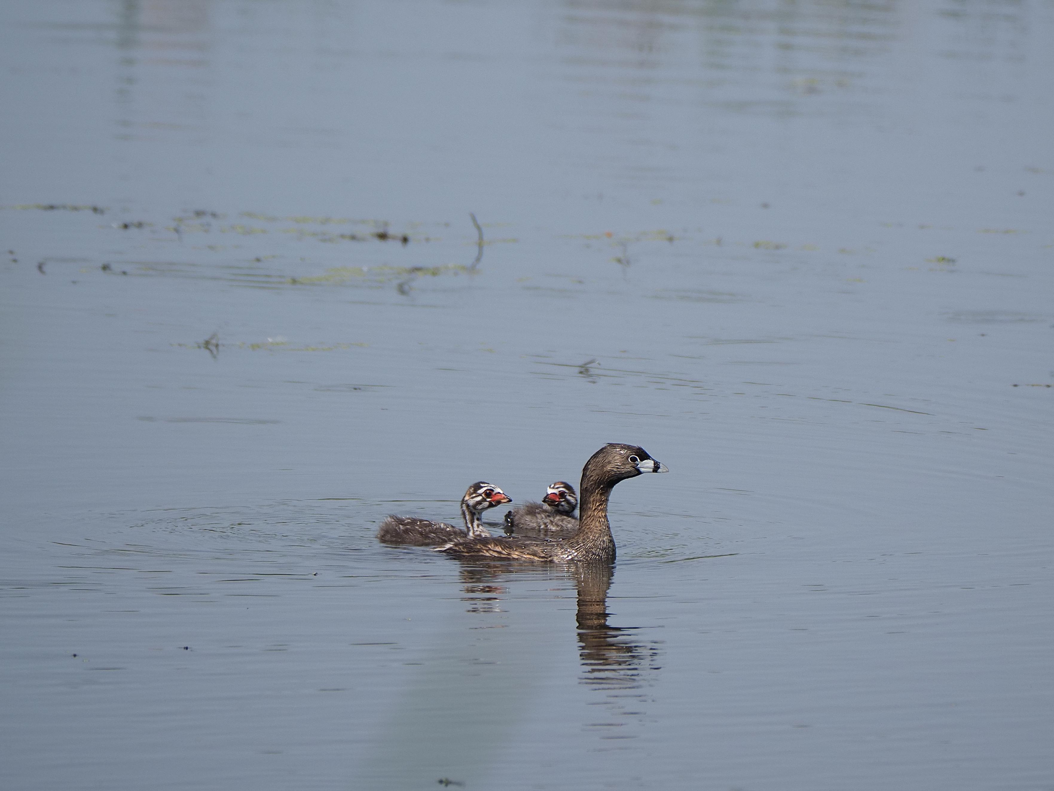 Pied-billed Grebe with babies