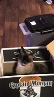 this is jellybeans yelling box